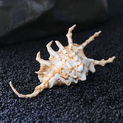 Natural Conch Sea Shell Seven Horns Scorpion Conch Shell Fish Tank Decoration