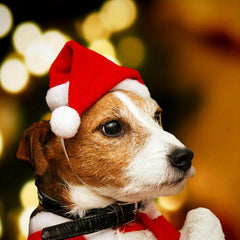 Christmas Pet Santa Hat Small Dog Hat Red Plush Puppy Cap