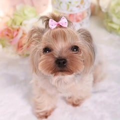 Pet Bowknot Hair Clips for Dog and Cat, Headwear Accessories