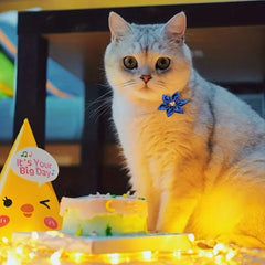 Pet Collar Accessories for Birthday Parties and Grooming