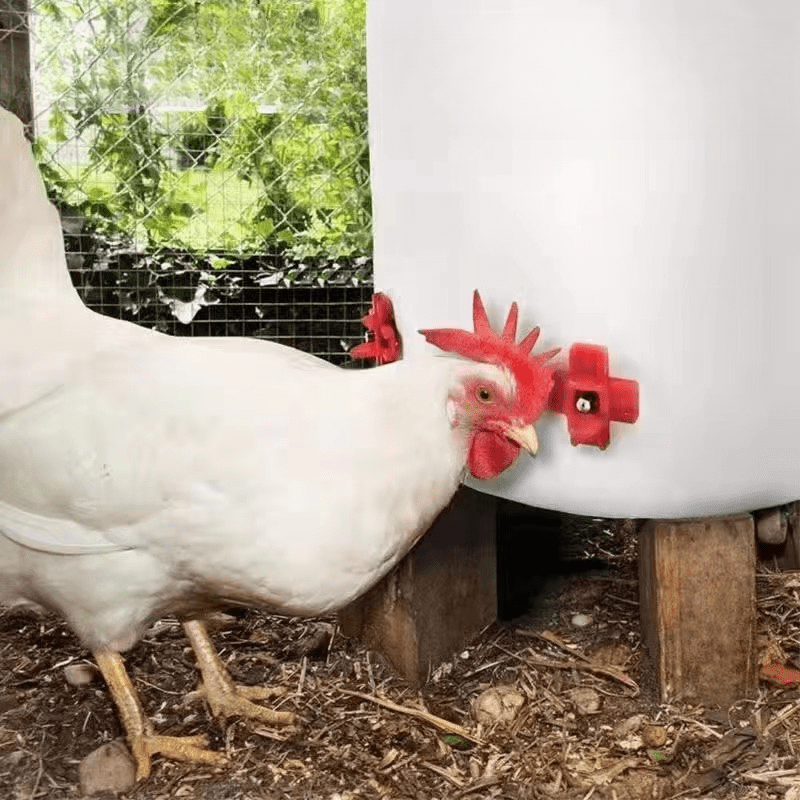 Automatic Poultry Feeder Chicken Water Fountain & Feeding Nozzle