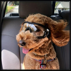Windproof Dog Goggles for Outdoor Adventures
