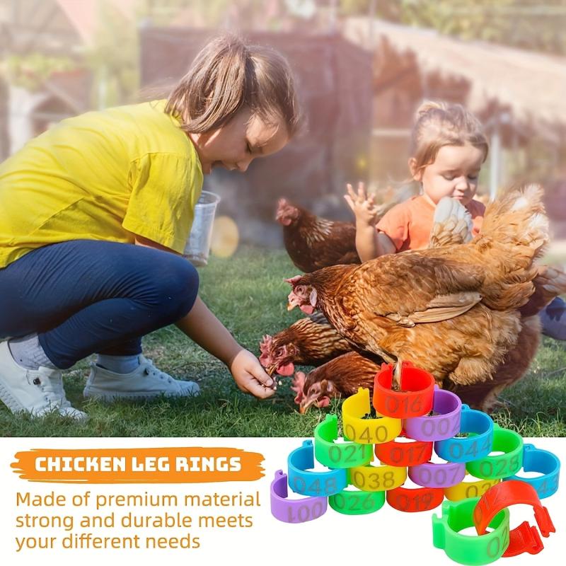 100pcs Numbered Chicken Leg Bands, 5 Colors