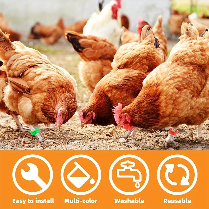100pcs Numbered Chicken Leg Bands, 5 Colors