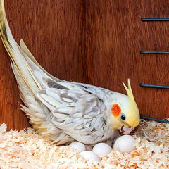 6pcs Solid Parrot Plastic Eggs Bird Hatching Eggs Trick Birds Stop Laying Eggs