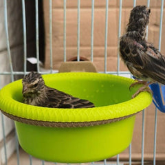 Bird Bath for Parrots Canaries Finches Budgerigars