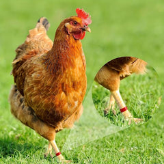 100pcs Colorful Poultry Leg Bands 16 Mm Clip on Chicken Ankle