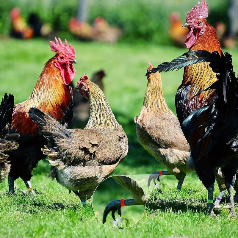 100pcs Colorful Poultry Leg Bands 16 Mm Clip on Chicken Ankle