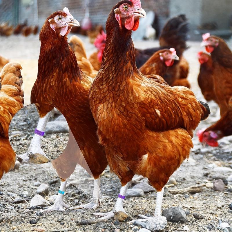 100pcs Colorful Poultry Leg Bands 16 Mm Clip on Chicken Ankle