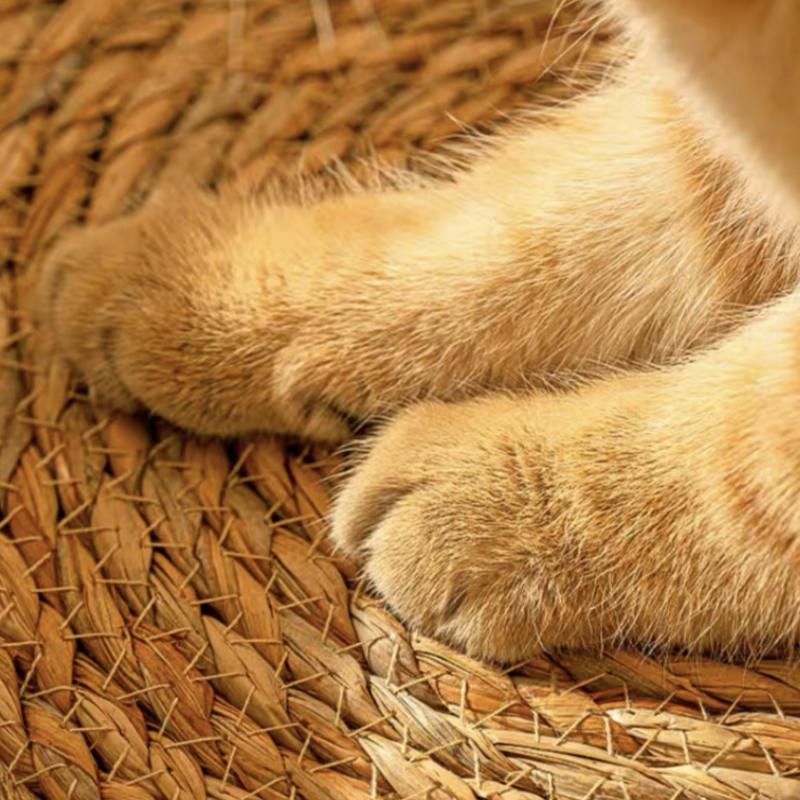 Cat Ear Plant Woven Scratching Board Pet Bed