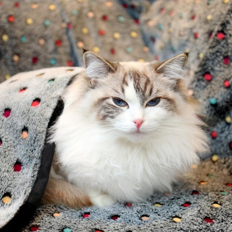 Soft Washable Dot Pattern Pets Blanket Cozy Comfortable