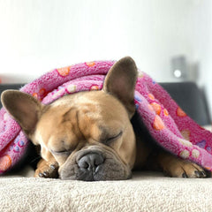 3 Pack Paw Print Pet Blankets - Washable & Perfect for Large Pets