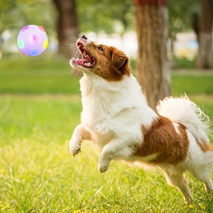 Interactive Luminous Dog Ball Toy - Chew & Chase Toy