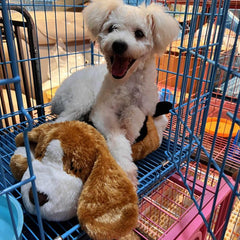 Anxiety Relief Heartbeat Stuffed Toy for Dog Cat