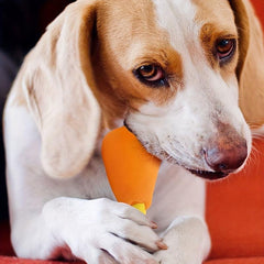 Interactive Squeaky Dog Toy Set - Tough Chewers