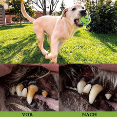 Durable Dog Ball Toy for Grinding Teeth and Interactive Play with Sound