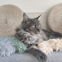 Interactive Cat Toy Plush Pillow with Sounding Paper