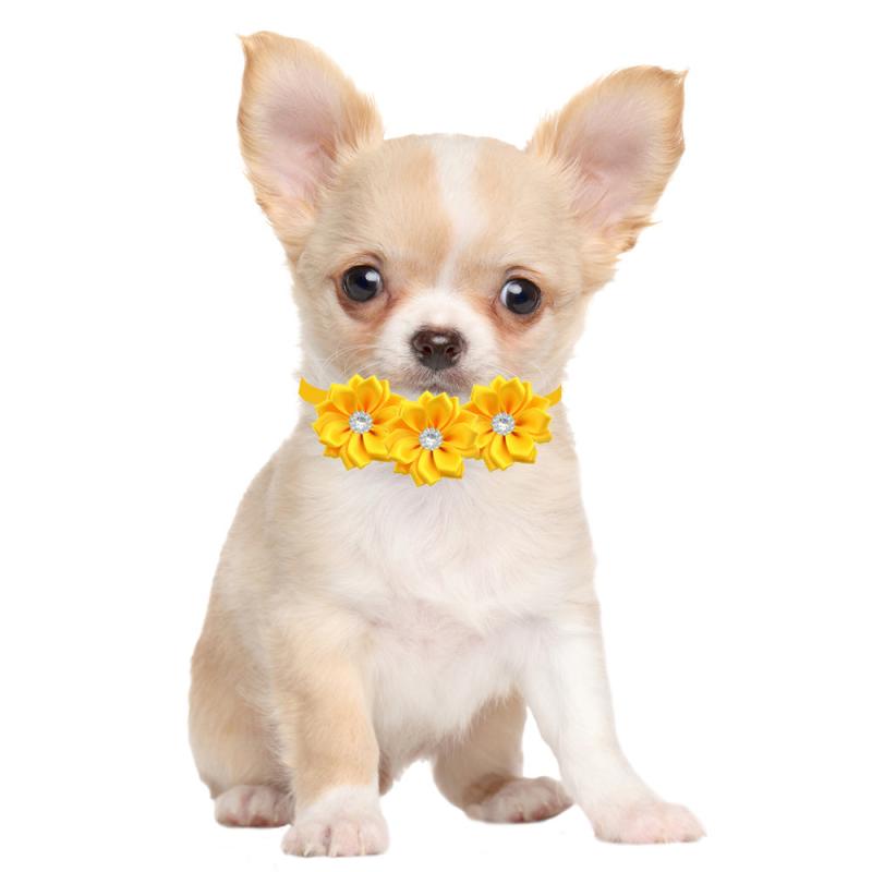 Charming Dog Collar & Bow Tie Set for Stylish Pups