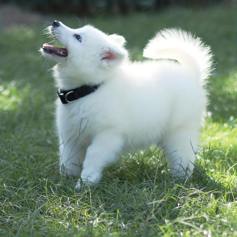 Adjustable Solid Nylon Pet Collar for Dogs