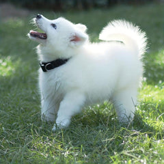 Adjustable Solid Nylon Pet Collar for Dogs