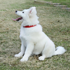 Adjustable Solid Nylon Pet Collar for Dogs