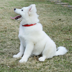 Adjustable Solid Nylon Pet Collar for Dogs