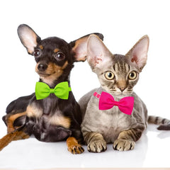 10pcs Adjustable Pet Bow Tie Collar for Small and Medium Pets