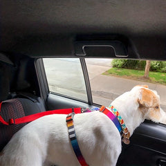 Adjustable Pet Car Seat Belt with Leash & Safety Harness