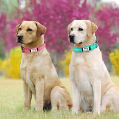 Personalized Dog Collar with Name Plate and Padded Nylon