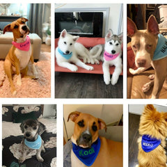 Personalized Dog Bandana with Name Embroidered