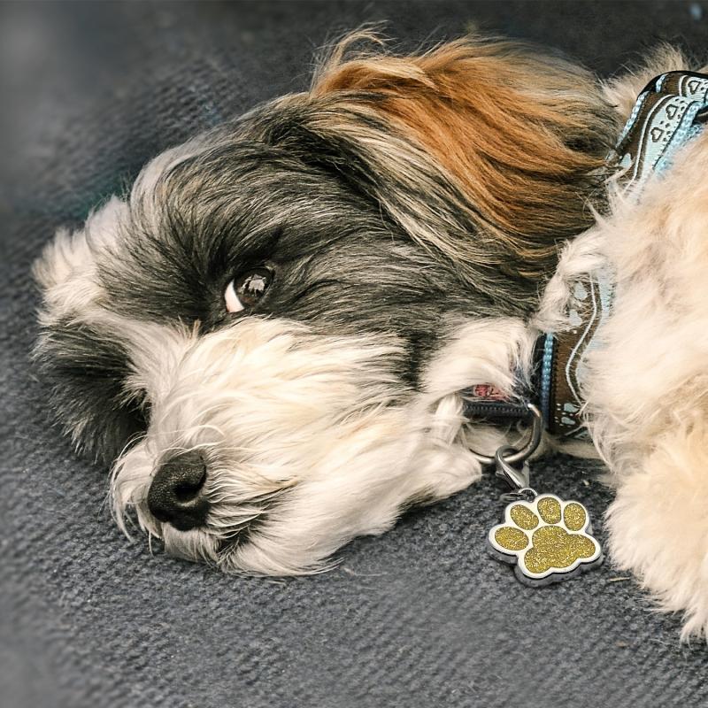 Custom Engraved Paw Print Pet ID Tag