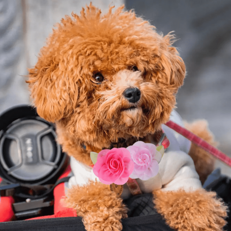 Adjustable Flower Pet Collar with Charm