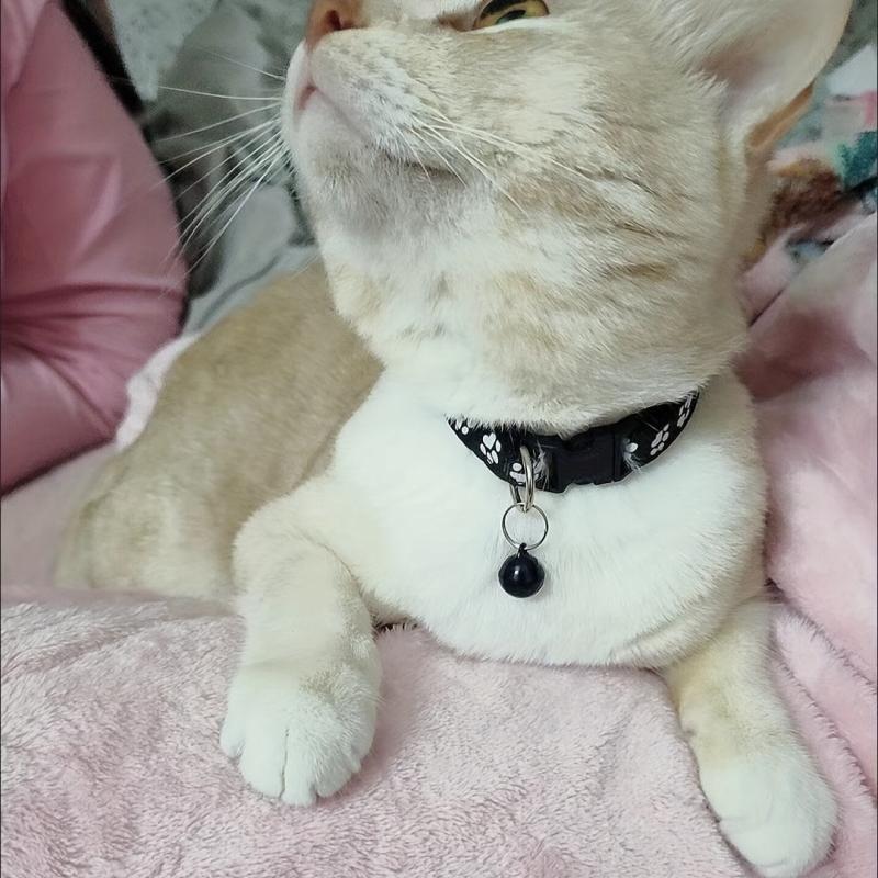 Stylish Cat Collars with Quick Release Buckle and Bells