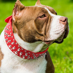 Spiked Dog Collar for Small Medium and Large Dogs - Stylish and Adjustable
