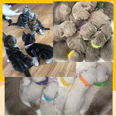 12Pcs Newborn ID Collars for Small Medium Large Dogs