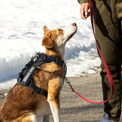 Reflective Dog Chest Harness for Safety Walking