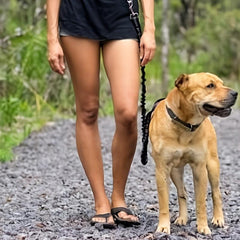 Adjustable Hands-Free Dog Leash for Safe Runs