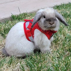 Escape Proof Cat Harness And Leash Set - Soft Adjustable Reflective Strap