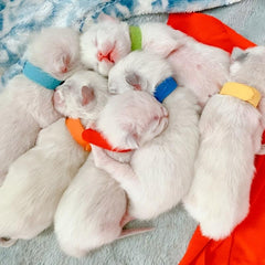 12pcs Personalized Pet ID Collar for Newborn Dogs & Cats