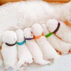 12pcs Personalized Pet ID Collar for Newborn Dogs & Cats