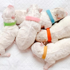 12pcs Personalized Pet ID Collar for Newborn Dogs & Cats