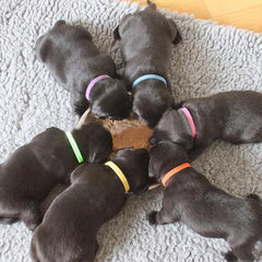 12pcs Personalized Pet ID Collar for Newborn Dogs & Cats