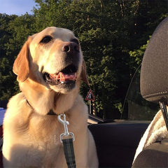 Nylon Dog Seat Belt Car Safety Harness Leash