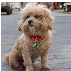 Customizable Dog Paw Shape Engraving Pet ID Tag