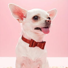 Adjustable Leather Bow Knot Dog Collar for Small Pets