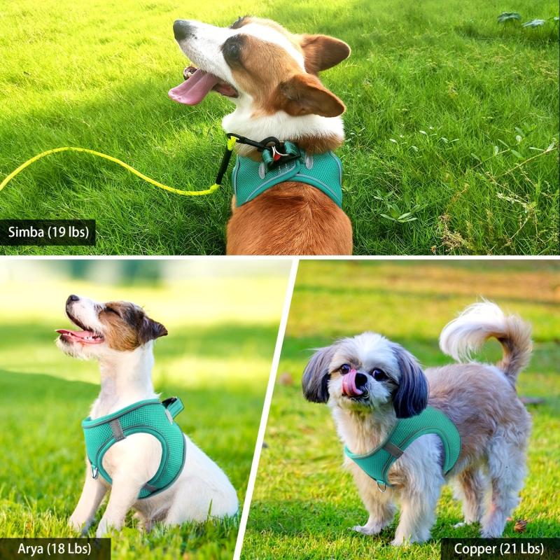 Reflective Dog Harness and Leash Set - Padded Nylon Leash and Mesh