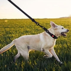 Reflective Dog Collar and Leash Set for Small Medium Large Dogs