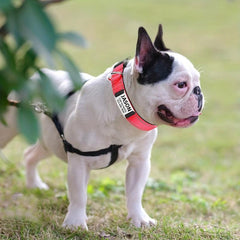 Reflective Dog Collar with Neoprene Padding - Adjustable Size