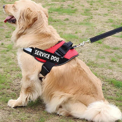 Customizable Pet Vest Patch for Enhanced Visibility and Safety