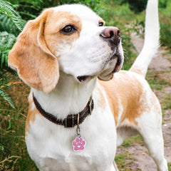 Personalized Engraved Pet ID Tag with Paw Print Charm